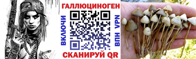 закладка  Таштагол  Псилоцибиновые грибы MAGIC MUSHROOMS 